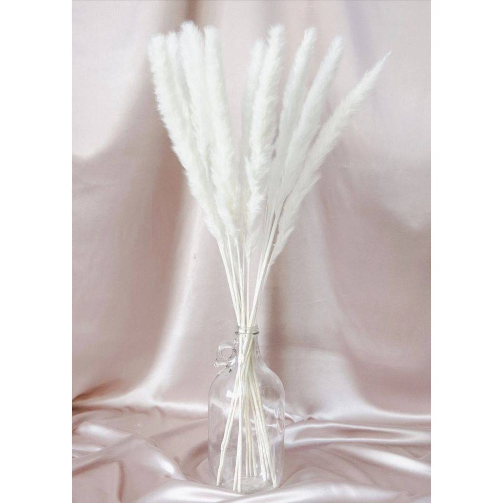 Close-up of Mini White Non-Shedding Pampas Grass