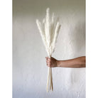 Mini White Pampas Vase Filler for Table and Shelf Decor