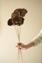 Close-up of Natural Sponge Mushroom Dried Flower