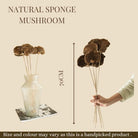 Natural Sponge Mushroom Dried Flower for Home Styling