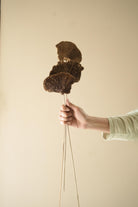 Natural Sponge Mushroom Dried Flower in Decorative Vase