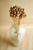 Close-up of Natural Oak Tree Seeds Dried Decorative Stems