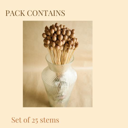 Natural Oak Tree Seeds Decorative Vase Filler Set of 25
