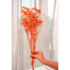 Close-up of Orange Baby Breath Natural Dried Flowers
