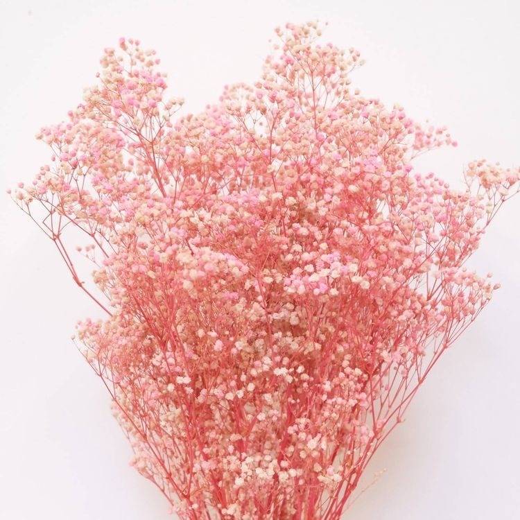 Pastel Pink Baby Breath Dried Flower Bunch for Vase Styling and Home Décor