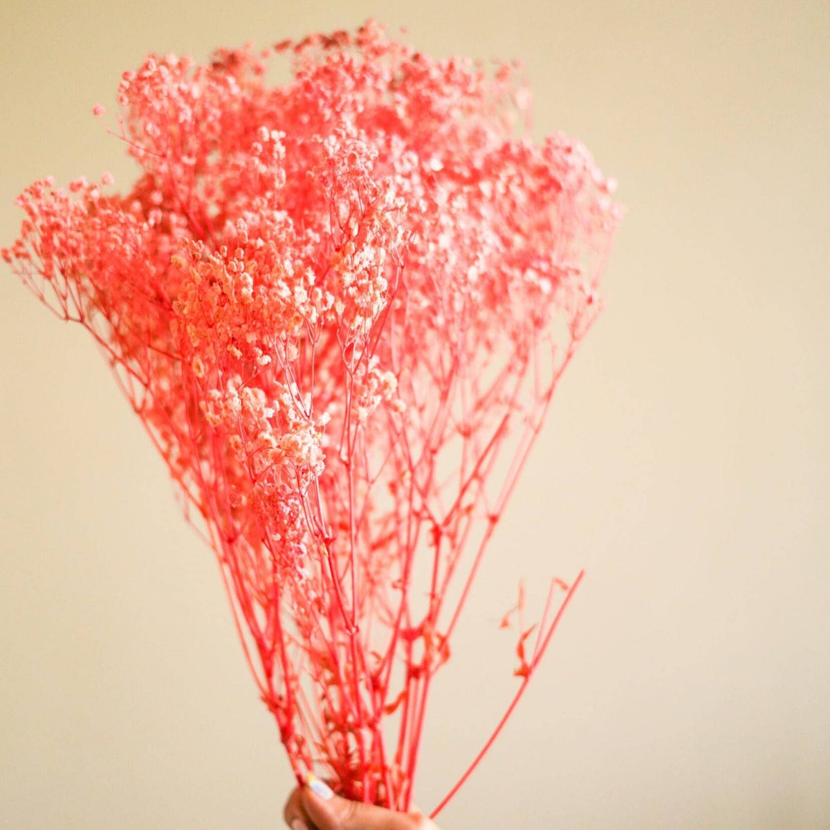 Natural Pastel Pink Baby Breath Dried Flowers Decorative Floral Arrangement for Interiors
