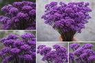 Purple Dried Rice Flower – Natural Forever Floral Décor | ArteCasa - https://artecasa.in/