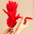 Close-up of Red Bunny Tails Natural Dried Flowers