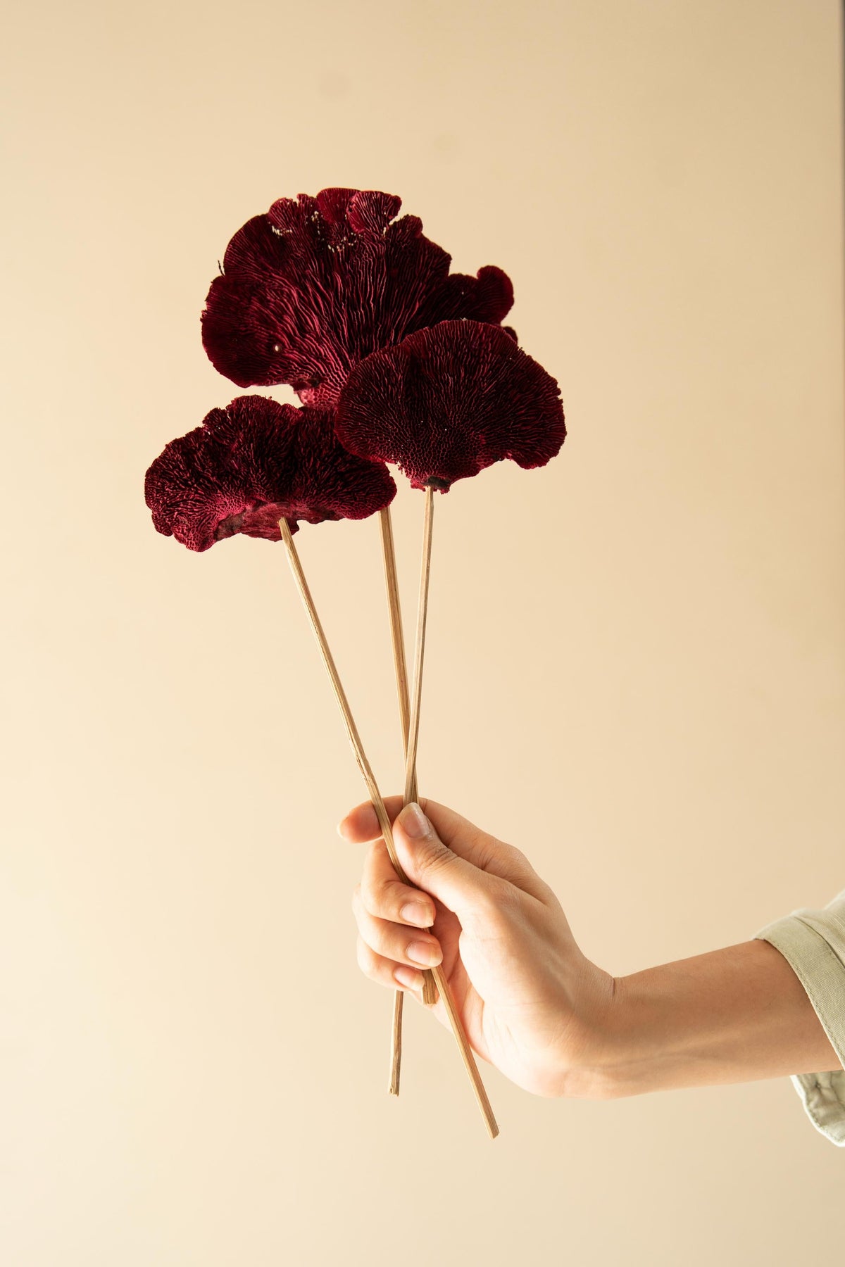 Red Sponge Mushroom dried flower bunch for aesthetic decor and gifting