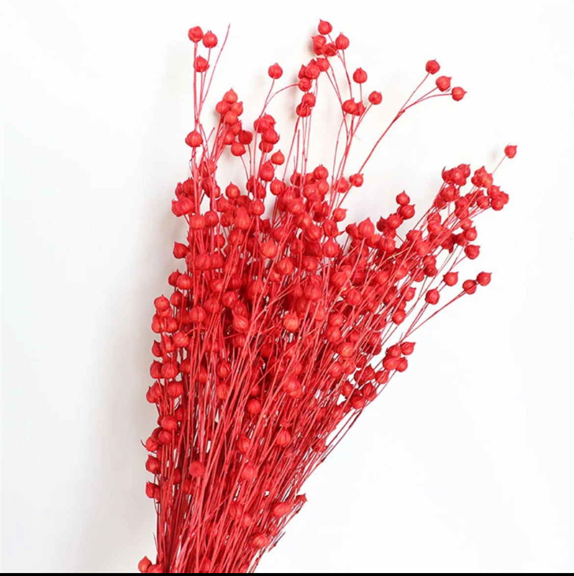 Red Flax Dried Flower Bunch | Elegant Natural Dried Flowers | Arte Casa