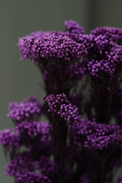 Purple Dried Rice Flower – Natural Forever Floral Décor | ArteCasa - https://artecasa.in/