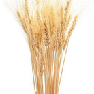 Close up of Wheat Grass dried flowers for bouquet arrangements and vase fillers