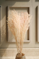 Close-up of White Peach Dual Colour Limonium Dried Flowers