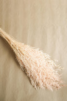 Dual Colour Limonium White Peach Dried Floral Decor for Home Styling