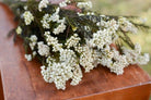 Close-up of White Rice Flower Natural Dried Flowers