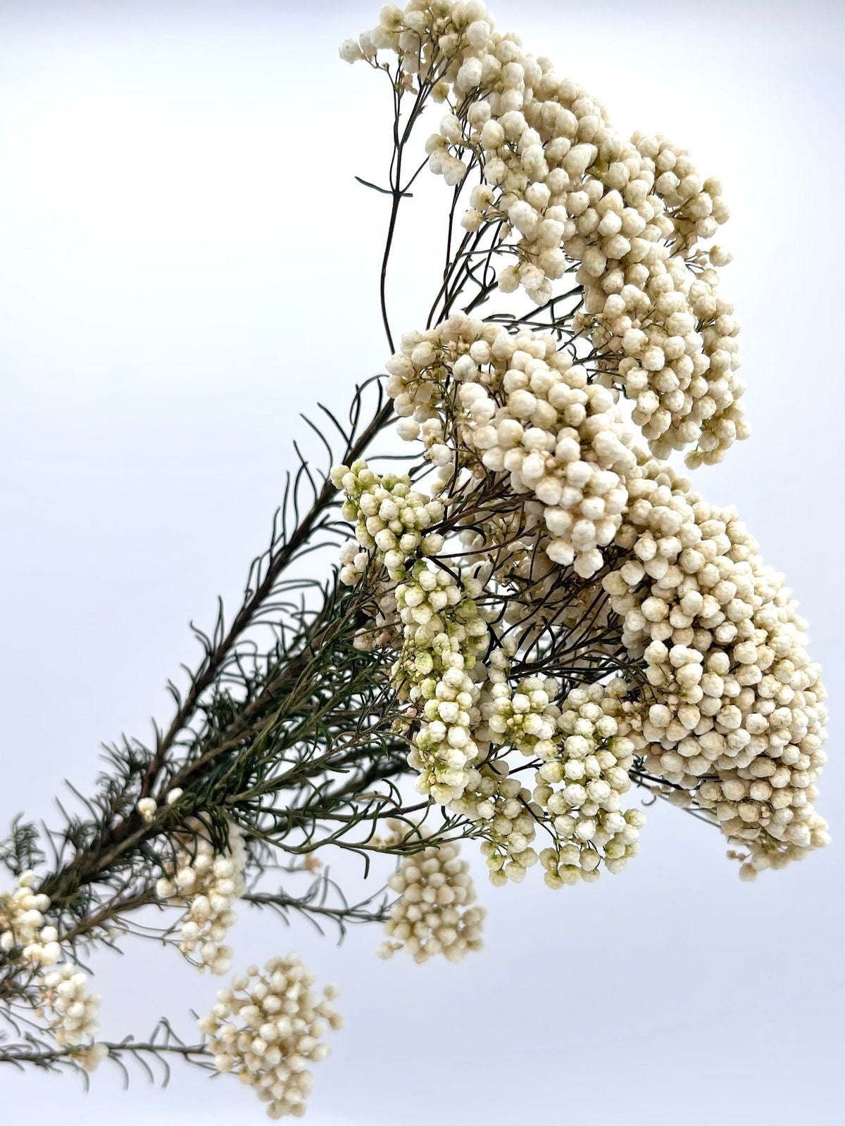 White Rice Flower Dried Flowers Bunch for Vase Decor