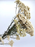 White Rice Flower Dried Flowers Bunch for Vase Decor
