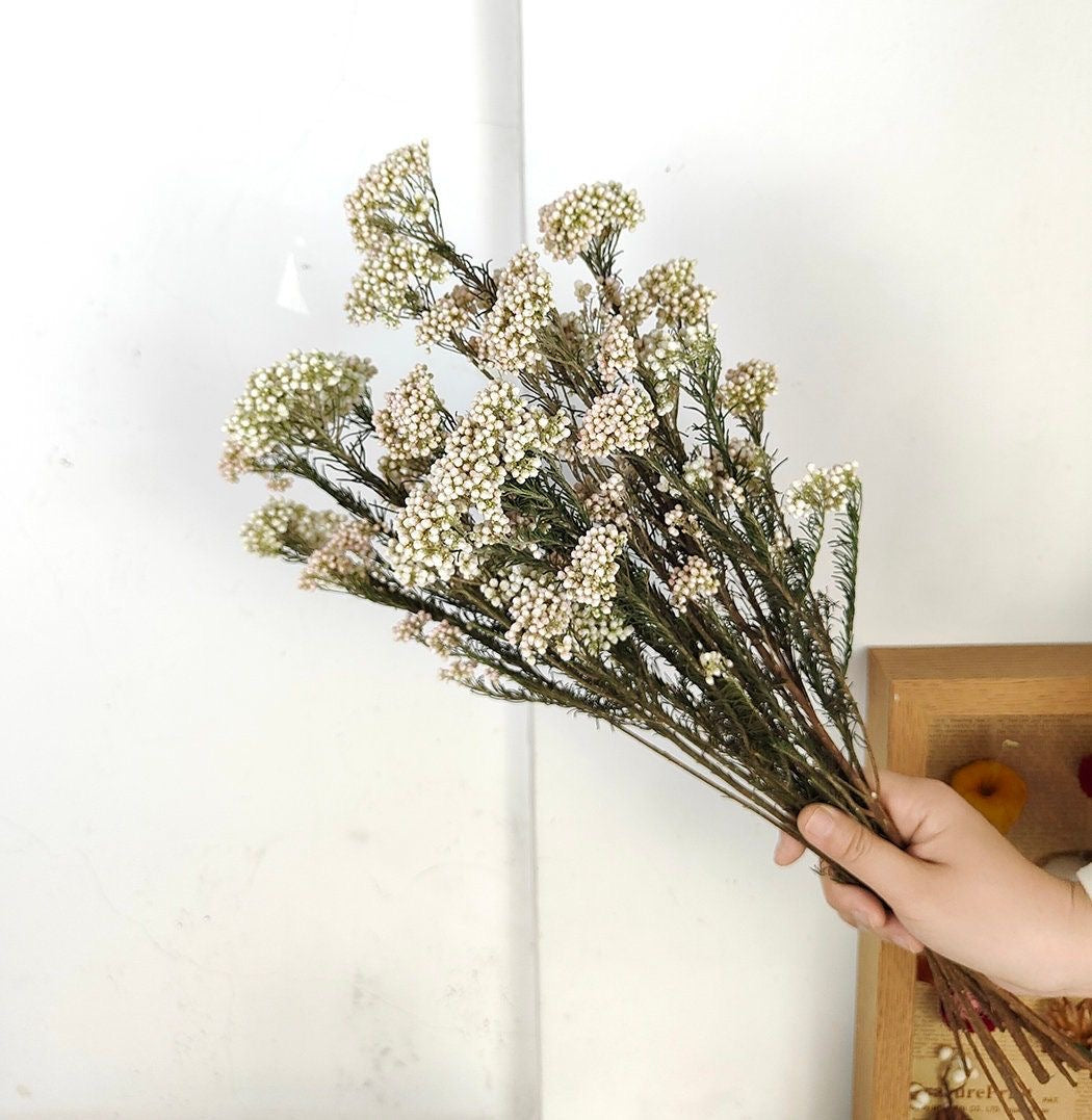 White Rice Flower Natural Dried Floral Decor for Home Styling