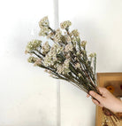 White Rice Flower Natural Dried Floral Decor for Home Styling