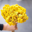 Yellow Daisies Dried Flowers Set of 30 Stems for Vase Decor and Home Styling